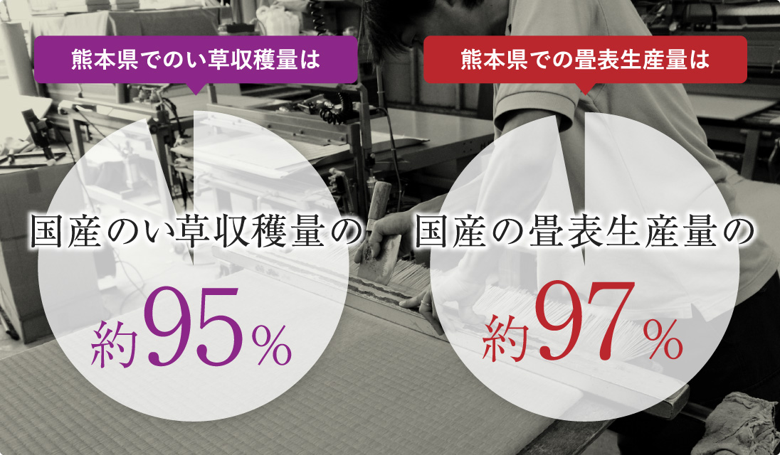 熊本県でのい草収穫量は、国産のい草収穫量の約95％。熊本県での畳表生産量は、国産の畳表生産量の約97％。