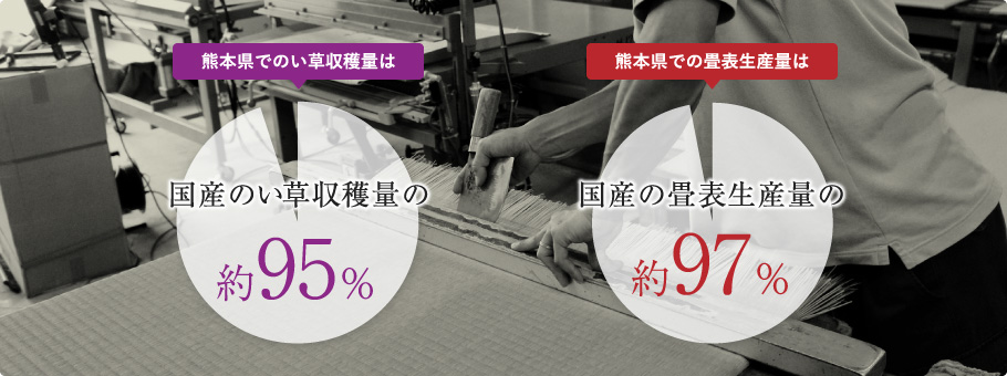 熊本県でのい草収穫量は、国産のい草収穫量の約95％。熊本県での畳表生産量は、国産の畳表生産量の約97％。