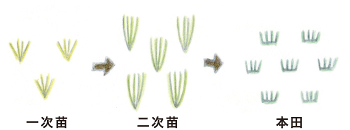 植え付け 画像